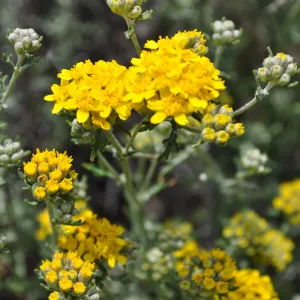 Garden field trip to Indian Knob, San Luis Obispo county