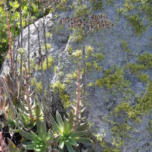 Garden field trip to Indian Knob, San Luis Obispo county