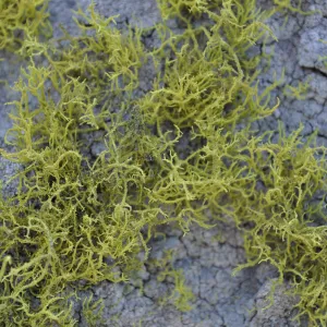 Garden field trip to Indian Knob, San Luis Obispo county