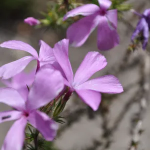 Garden field trip to Indian Knob, San Luis Obispo county