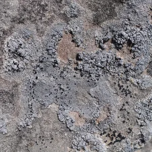 Garden field trip to Indian Knob, San Luis Obispo county