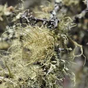 Garden field trip to Indian Knob, San Luis Obispo county