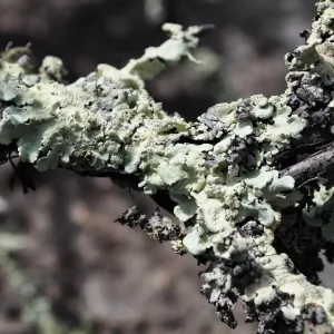 Garden field trip to Indian Knob, San Luis Obispo county