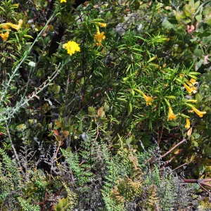Garden field trip to Indian Knob, San Luis Obispo county