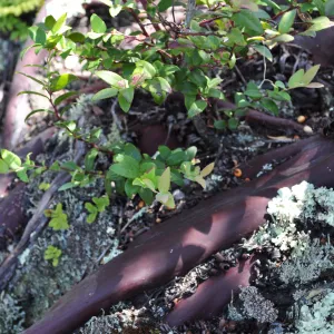 Garden field trip to Indian Knob, San Luis Obispo county