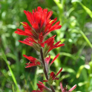 Garden field trip to Indian Knob, San Luis Obispo county