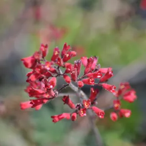 Heuchera 'canyon belle'