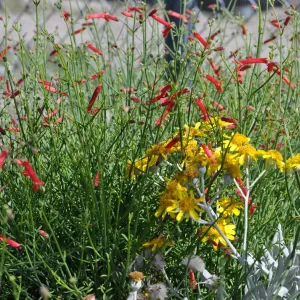 Galvezia 'Gran Canon'