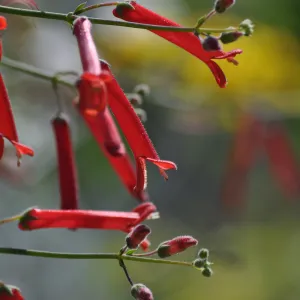 Galvezia 'Gran Canon'