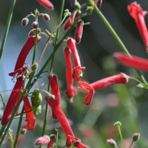 Galvezia 'Gran Canon'