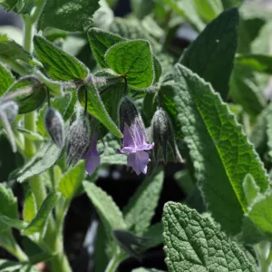 Lepechinia 'El Tigre'