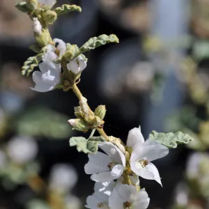 Shpaeralcea 'La Luna'
