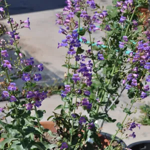 Penstemon spectabilis for PIP