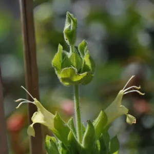 Salvia 'Avis Keedy'
