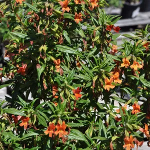 Mimulus aurantiacus, Chatsworth selections
