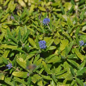 Ceanothus 'Wheeler Canyon' sport