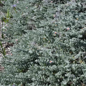 Lessingia 'Smart Aster'
