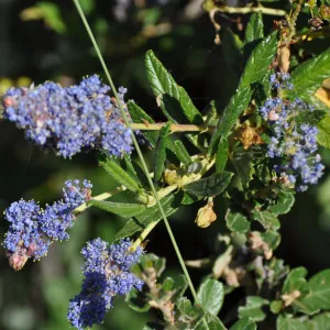 Ceanothus 'Wheeler Canyon'