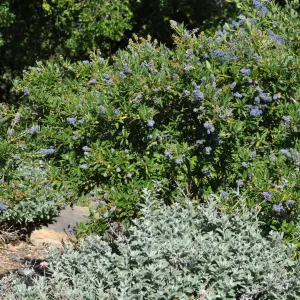 Ceanothus 'Wheeler Canyon'