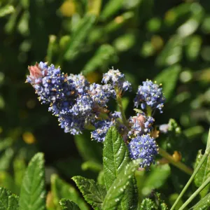 Ceanothus 'Wheeler Canyon'