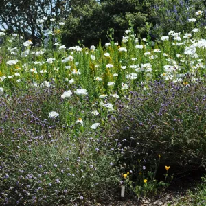 Verbena 'de la Mina', Romneya 'Butterfly'