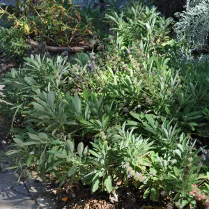 Salvia 'Dara's Choice'