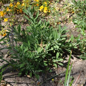 Salvia 'Dara's Choice'