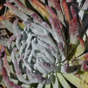 Dudleya 'Frank Reinalt'