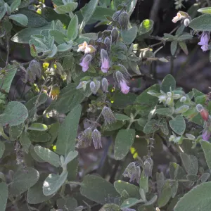 Lepechinia 'El Tigre'