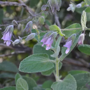 Lepechinia 'El Tigre'