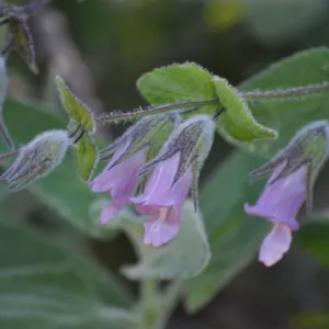 Lepechinia 'El Tigre'