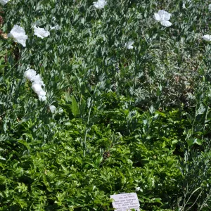 Berberis 'Mission Canyon'