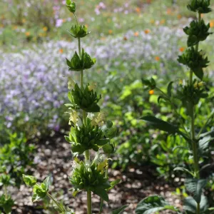 Salvia 'Avis Keedy'