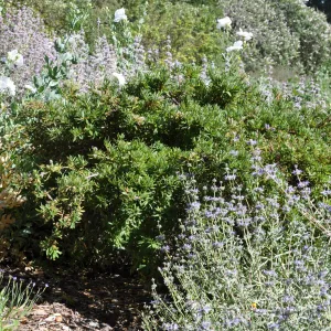 Ceanothus 'Wheeler Canyon'