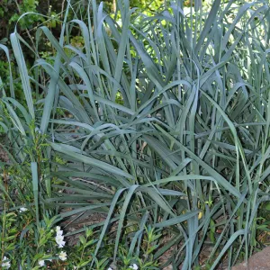 Leymus 'Canyon Prince'