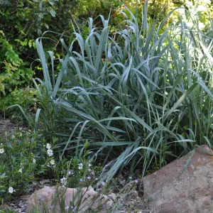 Leymus 'Canyon Prince'