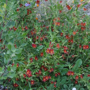 Mimulus Jesusita Phoenix