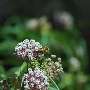 honeybee on milkweed
