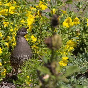 California Quail, yellow monkey flower, SBBG Meadow, SBBG Photo Contest 2013