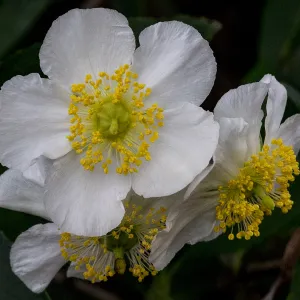 Carpenteria in the SBBG Conservation Display, SBBG Photo Contest 2013