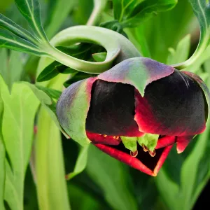 Peony, SBBG Photo Contest 2013, first place