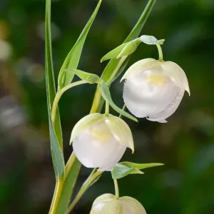 white Fairy lanterns, SBBG Photo Contest 2013