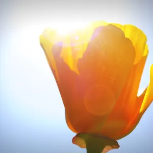 California Poppy at the Garden, SBBG Photo Contest 2013