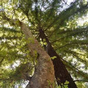 Sycamore and Coast Redwood trees at SBBG, SBBG Photo Contest 2013 