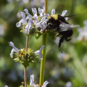 large bumblebee visiting salvia (Sage) flowers, SBBG Photo Contest 2013