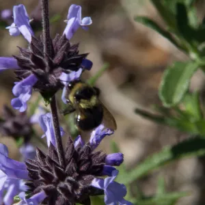 Bumblebee on Salvia (sage) , SBBG Photo Contest 2013