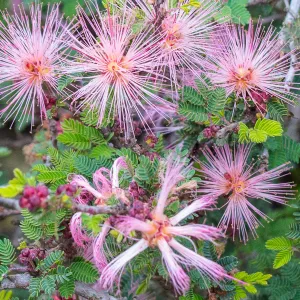 Fairy duster flowers in the Desert Section at SBBG, SBBG Photo Contest 2013