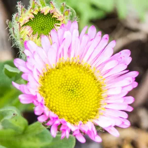 pink Erigeron flower on the Meadow path, SBBG Photo Contest 2013