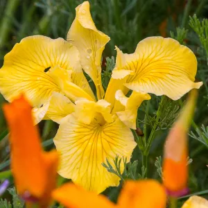 Yellow native Iris at SBBG, SBBG Photo Contest 2013