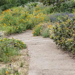 Meadow path at SBBG, SBBG Photo Contest 2013